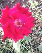 -0139.webp