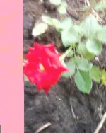-0140.webp