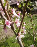 -0241.webp