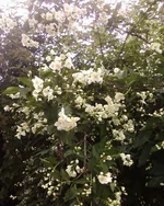 -0266.webp