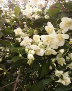 -0270.webp