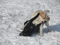 -звэри 1.webp