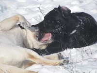 -звэри 2.webp
