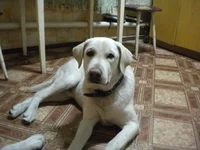 c 099.webp
