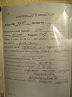 Арина описание.JPG