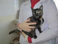 .webp