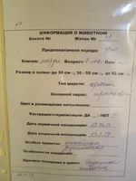 Маруся описание.JPG
