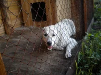 g 034.webp