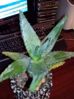 такой.webp такой.webp