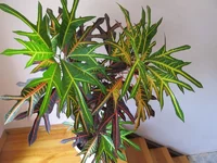 crop_66143157_XIcE.webp