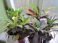 crop_66143328_wb11w.webp
