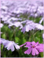 fl_50.webp