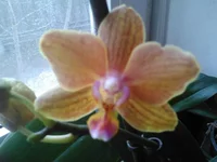 IMG238.webp
