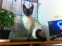 image.webp