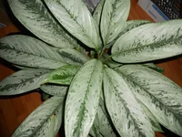 DSCN4571.jpg