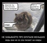 kot_ha_mopo3e.jpg