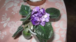 IMG_0070.jpg