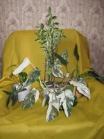 , берескелет и филод..webp