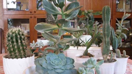 суккулентики.jpg