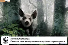 panda_ukr.webp