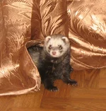 fgj.webp