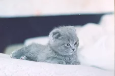 кот-2.jpg
