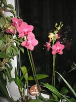  001.webp