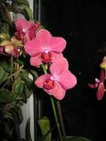  002.webp
