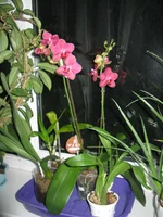  003.webp
