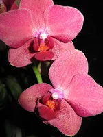  005.webp
