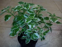 IMG_20140215_185846.webp IMG_20140215_185846.webp