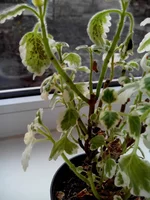 IMG_20140303_075202.webp IMG_20140303_075202.webp