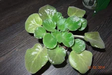 DSC03753 (Копировать).webp