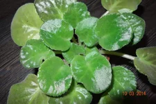 DSC03754 (Копировать).webp