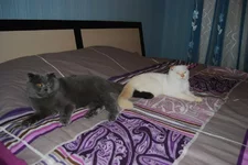 коты.jpg