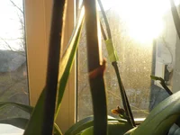 P1010417.webp