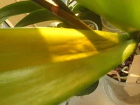 P1010418.webp