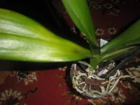 P1010419.webp