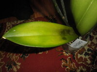 P1010420.jpg