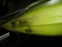 P1010421.webp