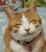 HappyCat.webp