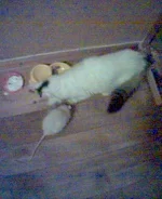 (12)д.webp