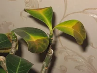 Adenium1.webp