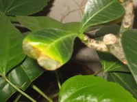 Adenium2.webp