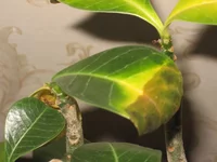 Adenium4.webp