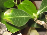 Adenium3.webp