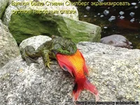 kotomatritsa_9i.webp