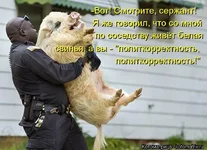 kotomatritsa_vo1.webp