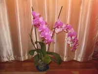 IMG_3253.webp