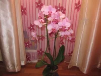 IMG_3259.webp